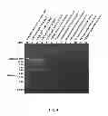Fig. 05 - Chromatography column and method for isolating nucleic acid