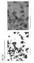 Fig. 16 - Forms of rifaximin and uses thereof