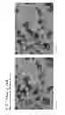 Fig. 19 - Forms of rifaximin and uses thereof