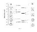 Fig. 43 - Metallocorroles