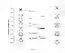 Fig. 44 - Metallocorroles