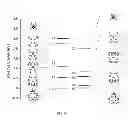 Fig. 45 - Metallocorroles