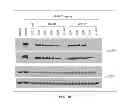 Fig. 11 - Antioxidant inflammation modulators: oleanolic acid derivatives with saturation in the C-ring