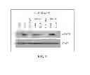 Fig. 13 - Antioxidant inflammation modulators: oleanolic acid derivatives with saturation in the C-ring