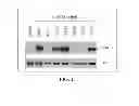 Fig. 14 - Antioxidant inflammation modulators: oleanolic acid derivatives with saturation in the C-ring
