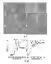 Fig. 02 - Synthesis and Surface Functionalization of Particles