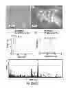 Fig. 12 - Synthesis and Surface Functionalization of Particles