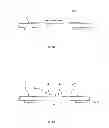 Fig. 07 - ELECTRODE ARRAY FOR ELECTROMYOGRAPHIC MEASUREMENTS