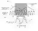 Fig. 01 - Biological tissue function analysis