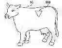 Fig. 01 - Animal handling arrangement and method