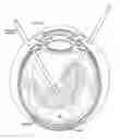 Fig. 01 - SCANNING ENDOSCOPIC IMAGING PROBES AND RELATED METHODS
