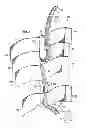 Fig. 03 - Limited stretch compression garment apparatus and method