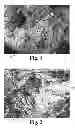 Fig. 02 - Dynamic bioactive nanofiber scaffolding