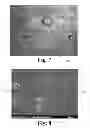 Fig. 06 - Dynamic bioactive nanofiber scaffolding