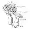 Fig. 01 - Method and prosthesis for percutaneous hernia repair