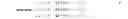 Fig. 43 - POLARIZATION RAY TRACING TENSOR METHOD