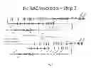 Fig. 12 - ANIMAL MODELS AND THERAPEUTIC MOLECULES
