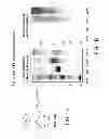 Fig. 02 - MOUSE MODEL OF RETINAL DEGENERATION