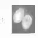 Fig. 05 - Nanocarrier based plant transfection and transduction