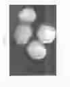 Fig. 07 - Nanocarrier based plant transfection and transduction