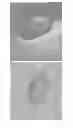 Fig. 08 - Nanocarrier based plant transfection and transduction