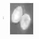 Fig. 10 - Nanocarrier based plant transfection and transduction