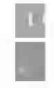 Fig. 11 - Nanocarrier based plant transfection and transduction