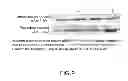 Fig. 10 - Isolated eIF-5A and Polynucleotides Encoding Same