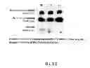 Fig. 11 - Isolated eIF-5A and Polynucleotides Encoding Same
