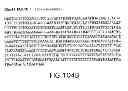 Fig. 111 - Isolated eIF-5A and Polynucleotides Encoding Same