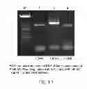 Fig. 12 - Isolated eIF-5A and Polynucleotides Encoding Same