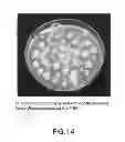 Fig. 15 - Isolated eIF-5A and Polynucleotides Encoding Same