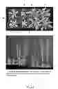 Fig. 23 - Isolated eIF-5A and Polynucleotides Encoding Same