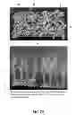 Fig. 24 - Isolated eIF-5A and Polynucleotides Encoding Same