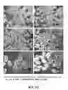 Fig. 30 - Isolated eIF-5A and Polynucleotides Encoding Same