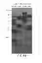 Fig. 52 - Isolated eIF-5A and Polynucleotides Encoding Same