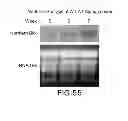 Fig. 58 - Isolated eIF-5A and Polynucleotides Encoding Same