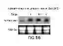 Fig. 59 - Isolated eIF-5A and Polynucleotides Encoding Same
