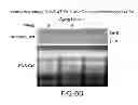 Fig. 63 - Isolated eIF-5A and Polynucleotides Encoding Same