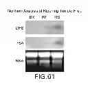 Fig. 64 - Isolated eIF-5A and Polynucleotides Encoding Same