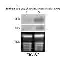 Fig. 65 - Isolated eIF-5A and Polynucleotides Encoding Same
