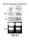 Fig. 66 - Isolated eIF-5A and Polynucleotides Encoding Same