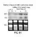 Fig. 67 - Isolated eIF-5A and Polynucleotides Encoding Same