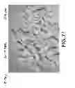 Fig. 74 - Isolated eIF-5A and Polynucleotides Encoding Same