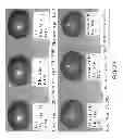 Fig. 80 - Isolated eIF-5A and Polynucleotides Encoding Same