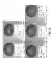 Fig. 82 - Isolated eIF-5A and Polynucleotides Encoding Same