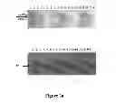Fig. 03 - MOLECULAR MARKERS OF PLANT EMBRYOGENESIS