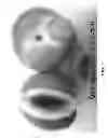 Fig. 02 - Nectarine tree, 'Burnecttwentyseven'
