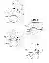 Fig. 04 - Nail gauge measuring nail shape and nail arc length