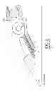 Fig. 03 - Stalk roll with series of flutes having decreasing lengths